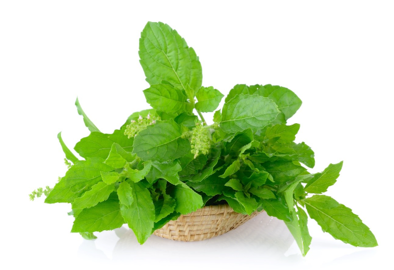 Tulasi Leaves