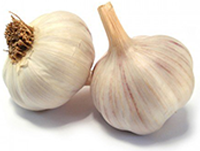 Garlic